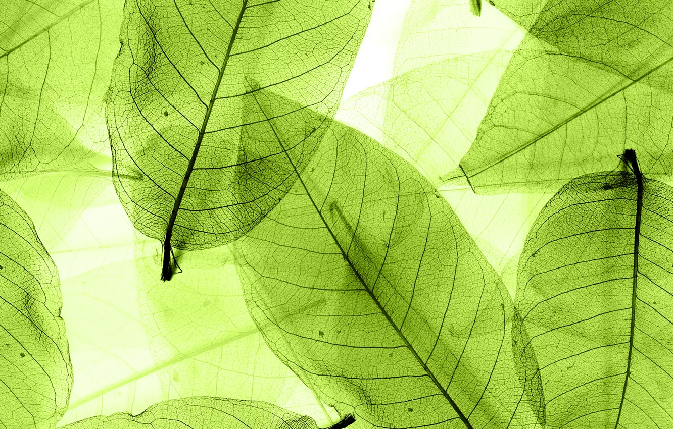 Фото обои листья, green, abstract, leaves, macro, transparent