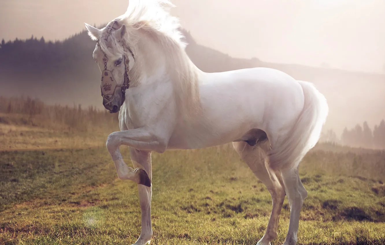 Фото обои конь, Лошадь, белый жеребец