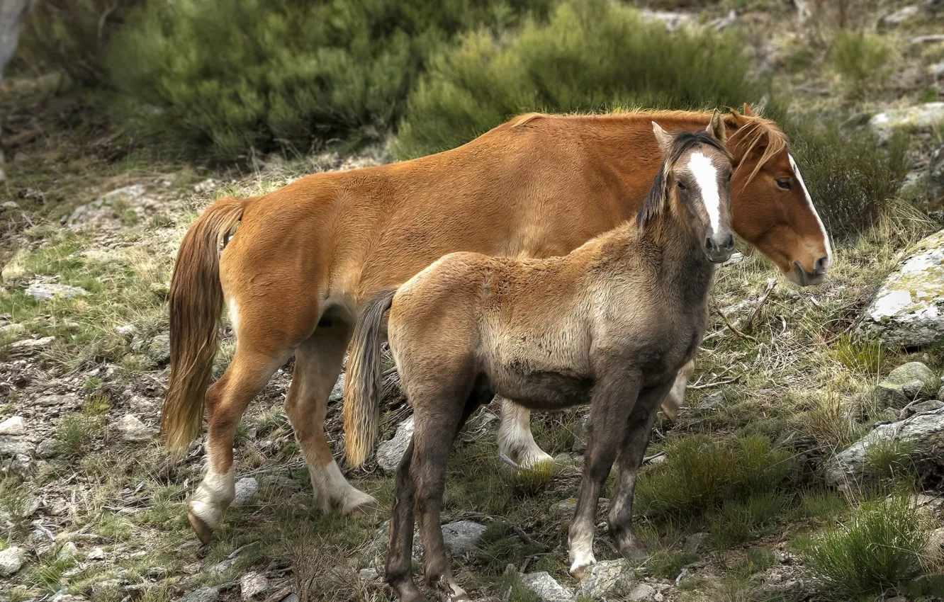 Фото обои лошадь, лошади, жеребёнок