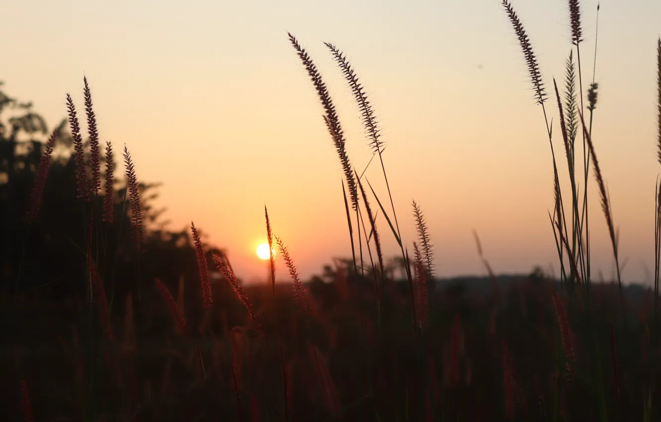 Фото обои Nature, Grass, Sunset, Field
