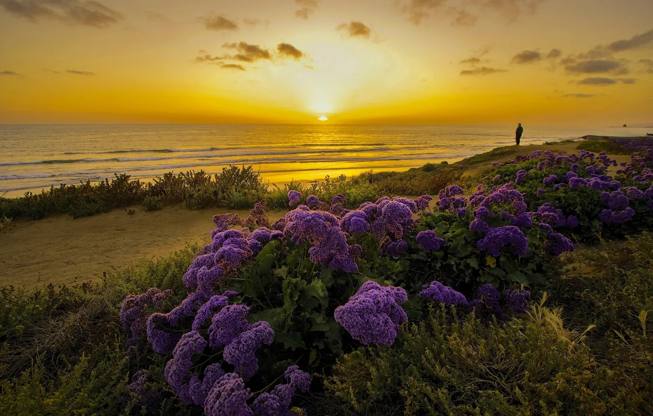 Фото обои закат, цветы, океан, побережье, Калифорния, Pacific Ocean, California, Тихий океан