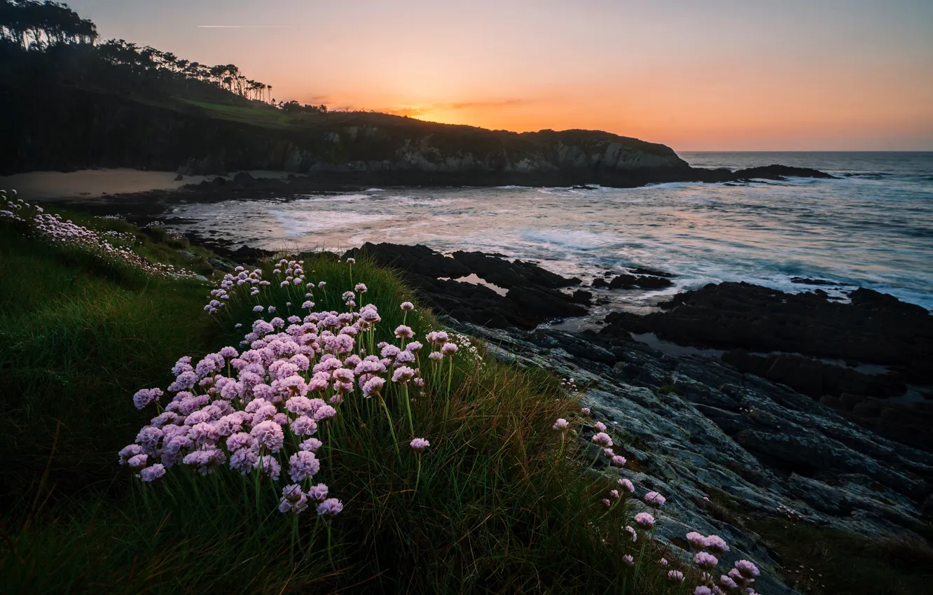 Фото обои море, трава, закат, цветы, скалы, берег, вечер, прибой