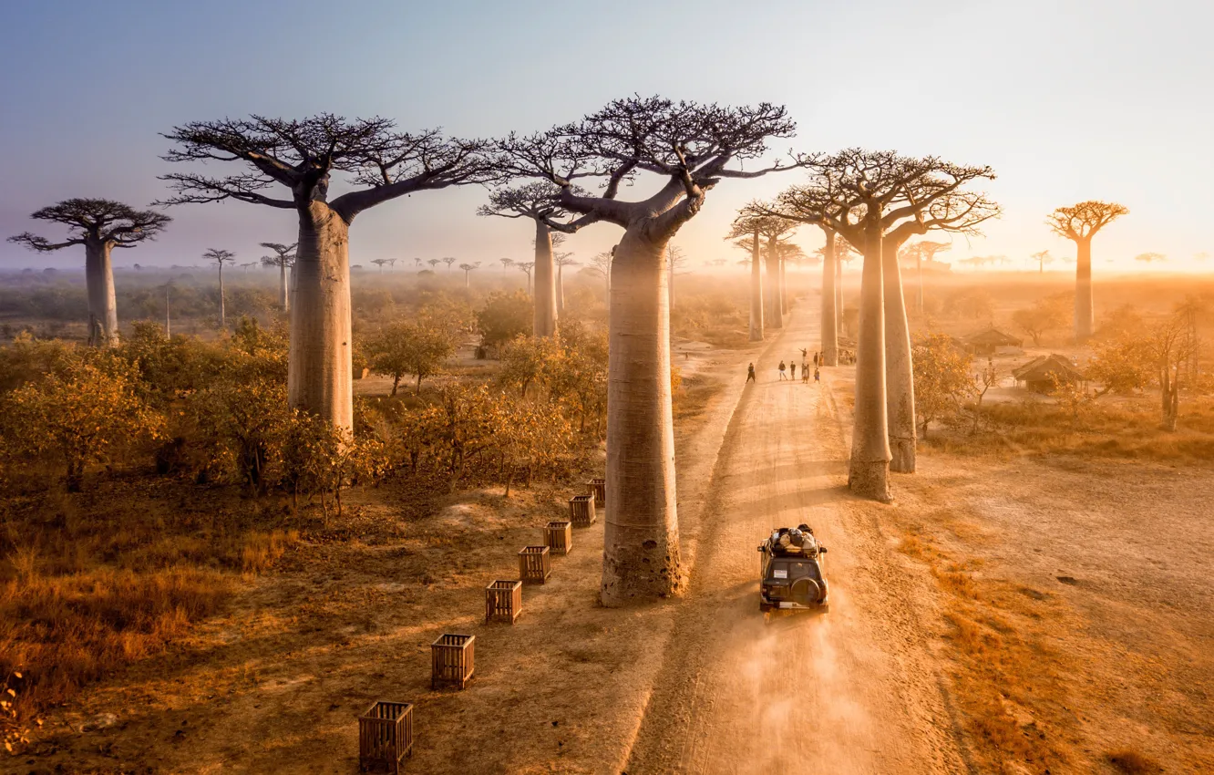 Фото обои Закат, Дорога, Деревья, Автомобиль, Sunset, Мадагаскар, Madagascar, Avenue of Baobabs