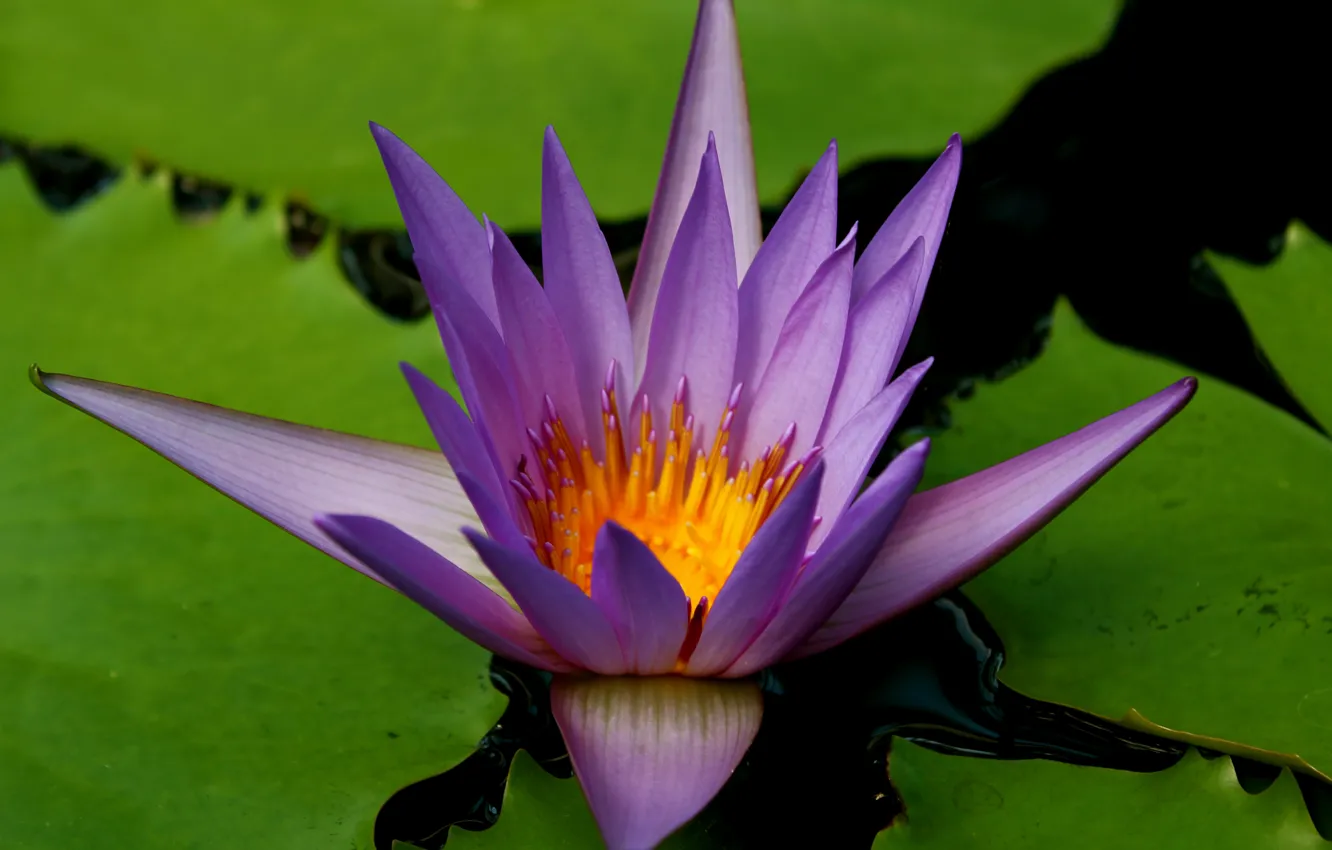 Фото обои Макро, Macro, Water lily, Водяная лилия, Фиолетовый цветок, Purple flower