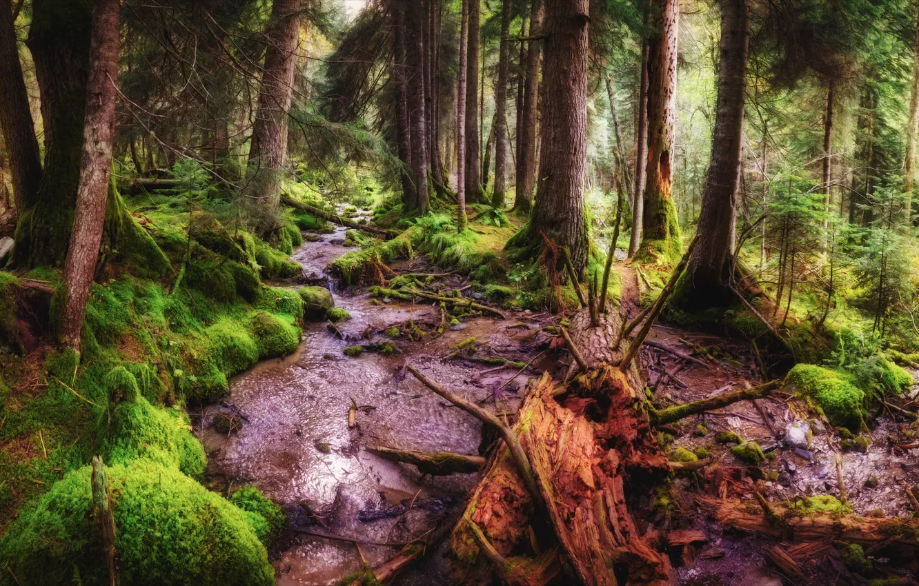 Фото обои лес, деревья, природа, мох, сосны, тропинка, Алексей Богорянов