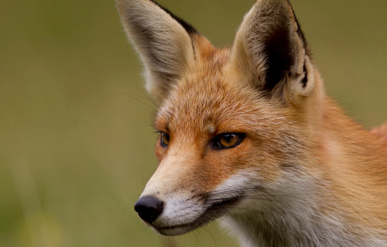 Фото обои взгляд, мордочка, лиса, Fox, рыжая, лисица