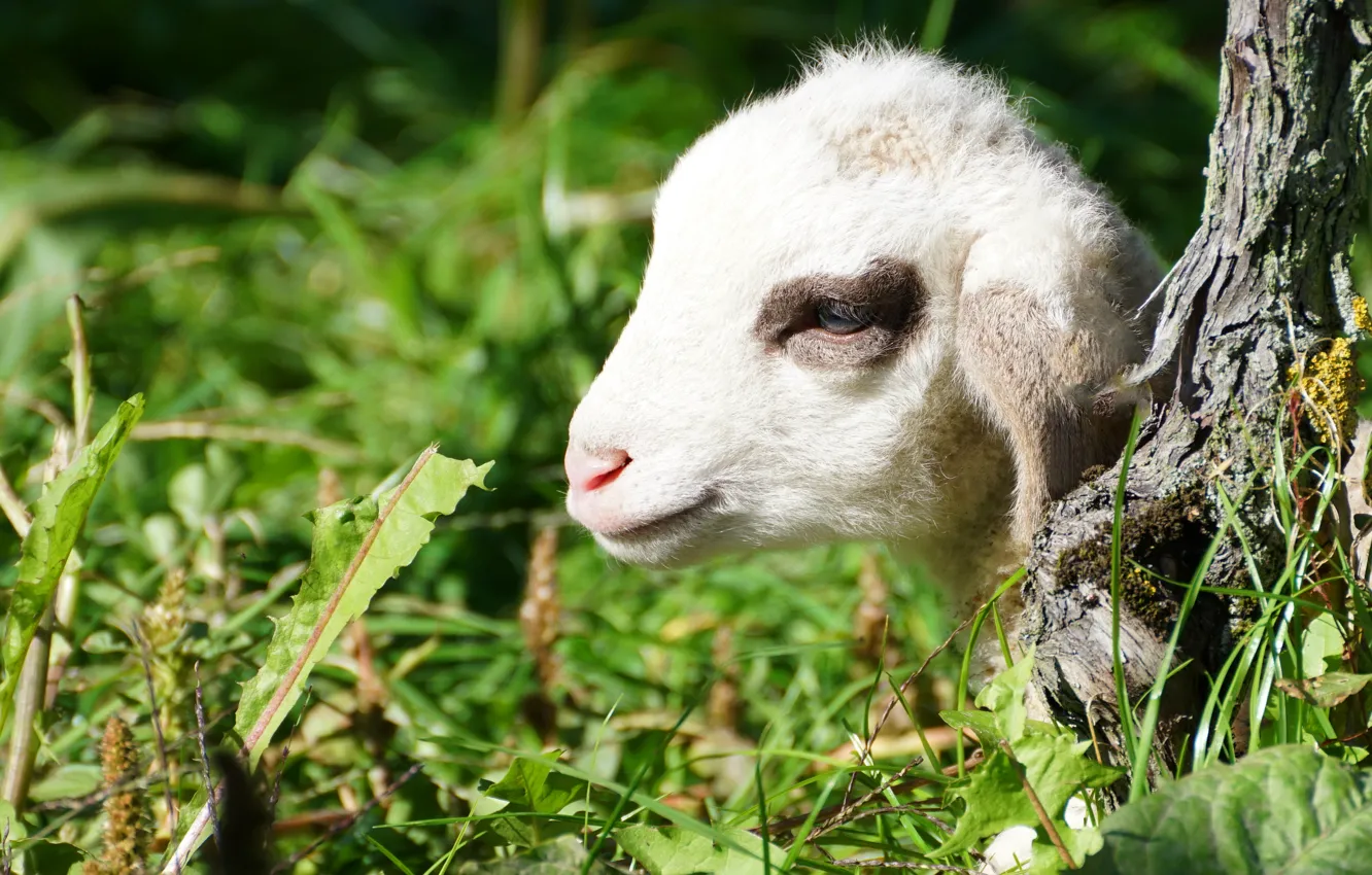 Ягненок голова. Голова овцы. Sheep head PNG.