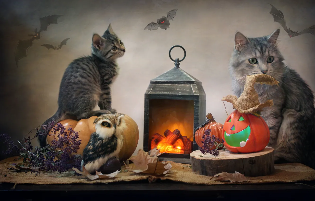 Фото обои животные, кот, листья, сова, фонарь, тыквы, ткань, Хэллоуин