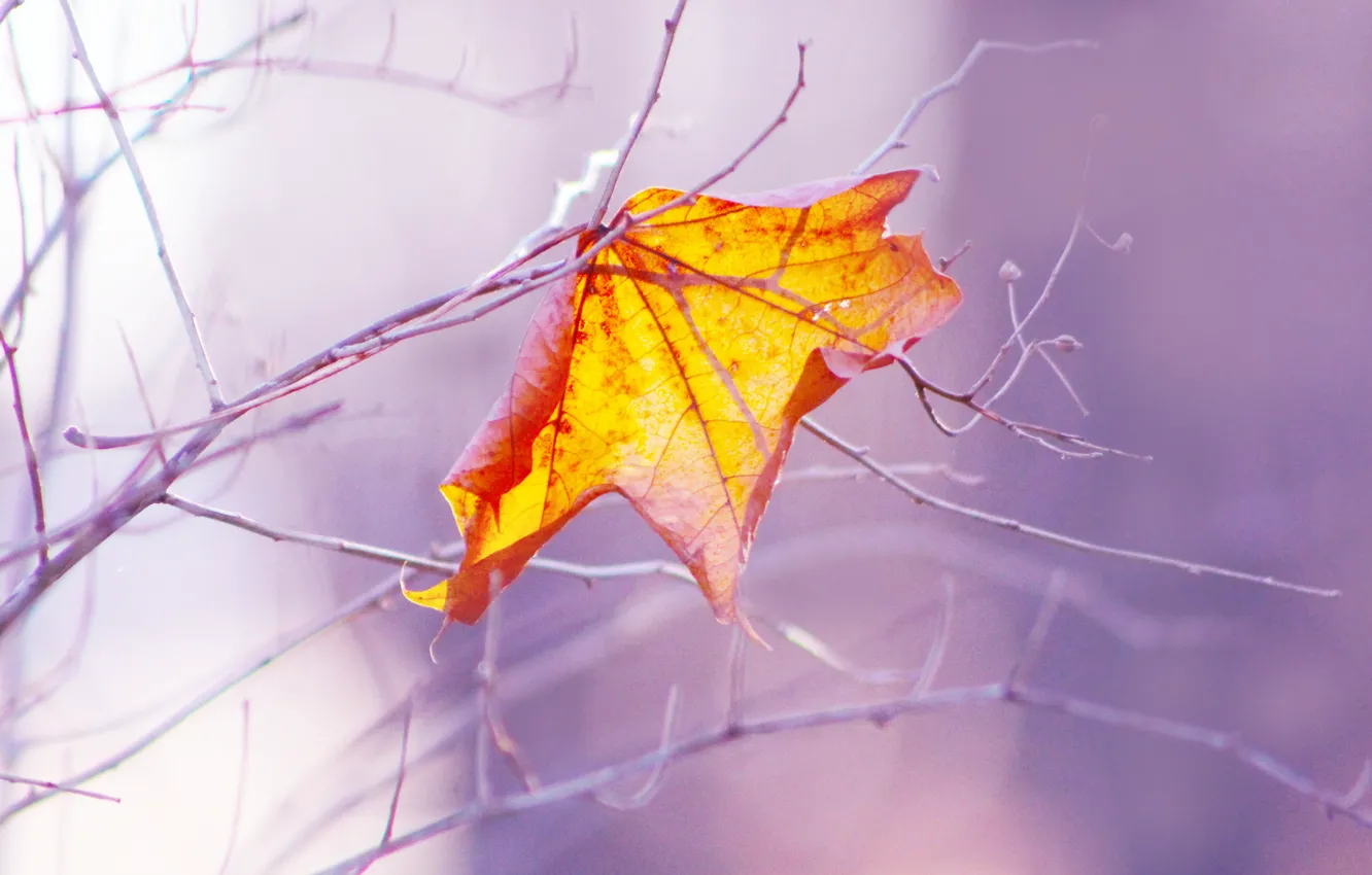 Фото обои yellow, autumn, leaf, fall, twig