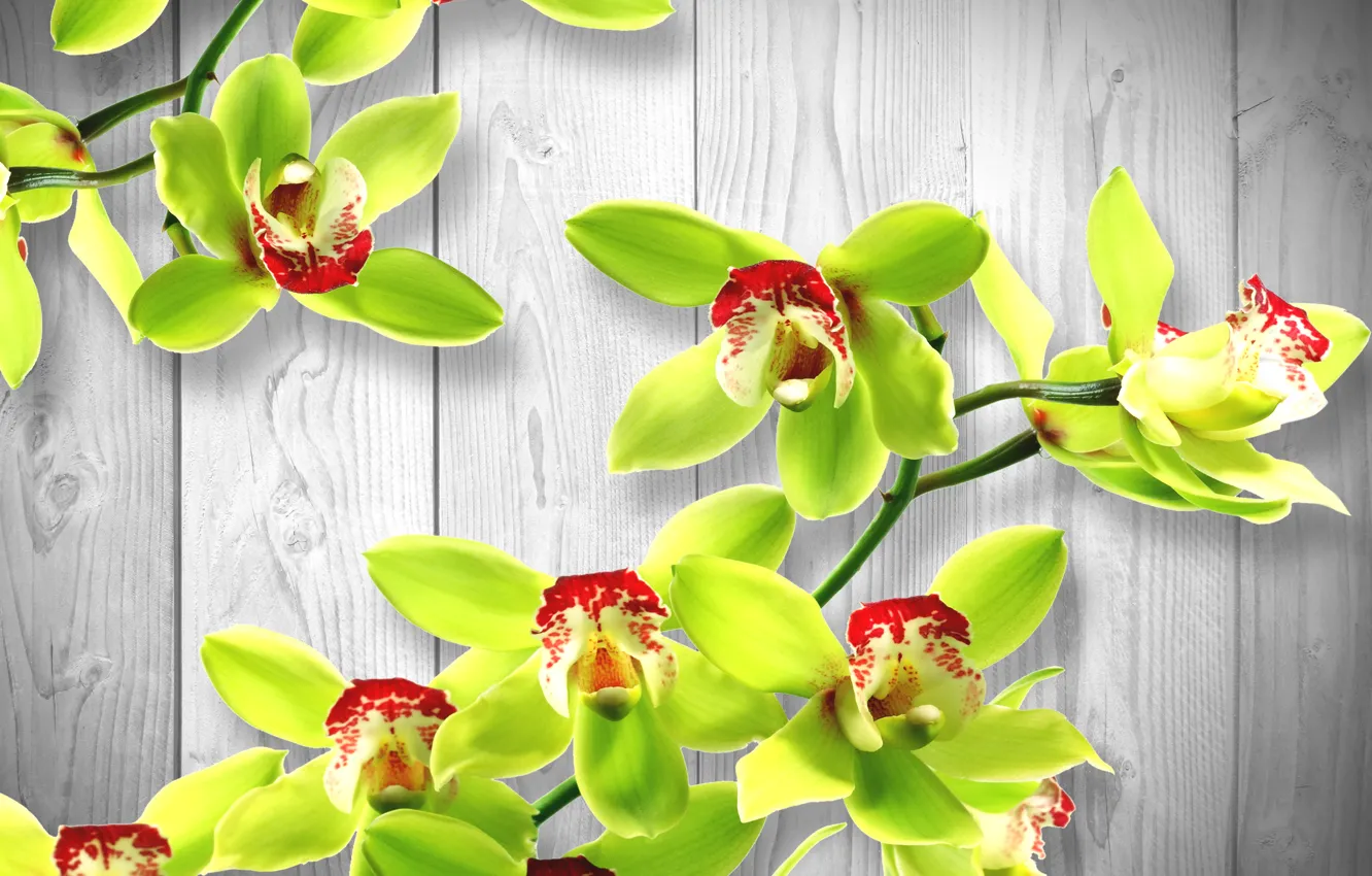 Фото обои цветок, дерево, тень, зелёный, орхидея