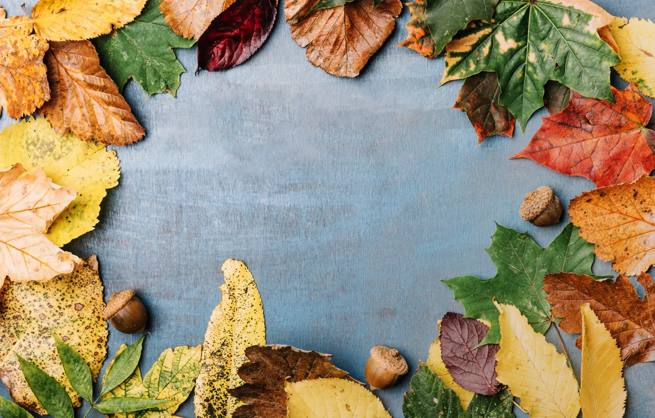 Фото обои осень, листья, фон, дерево, colorful, клен, wood, background
