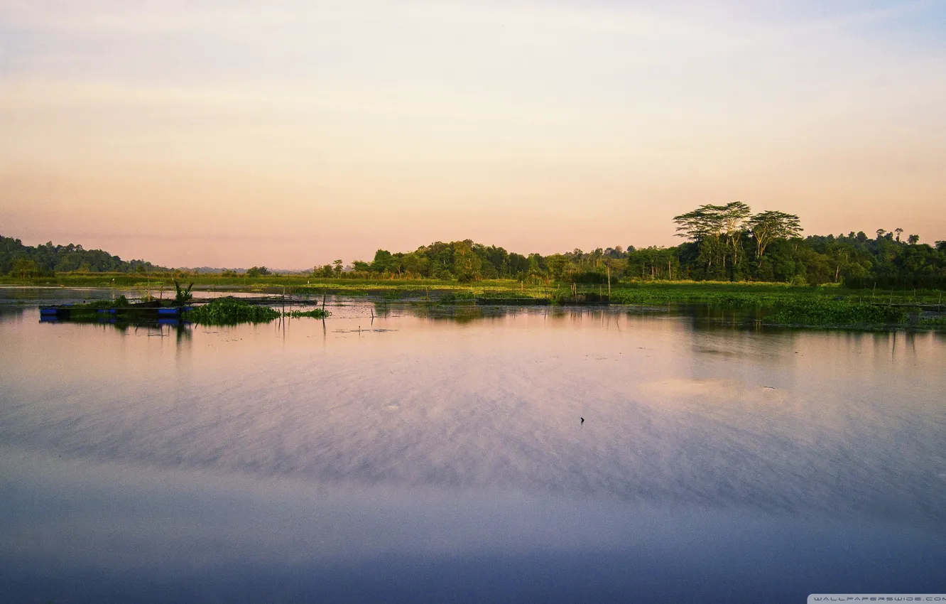 Фото обои вода, деревья, водоросли, озеро