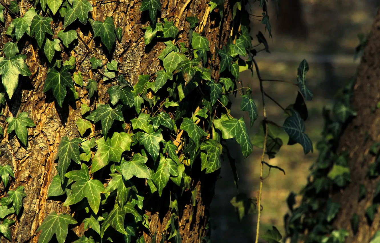 Фото обои dark, Ivy, leafs, plant