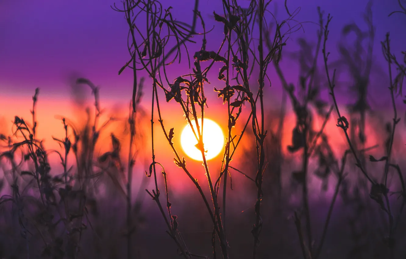 Фото обои поле, трава, солнце, макро, закат, природа, blur