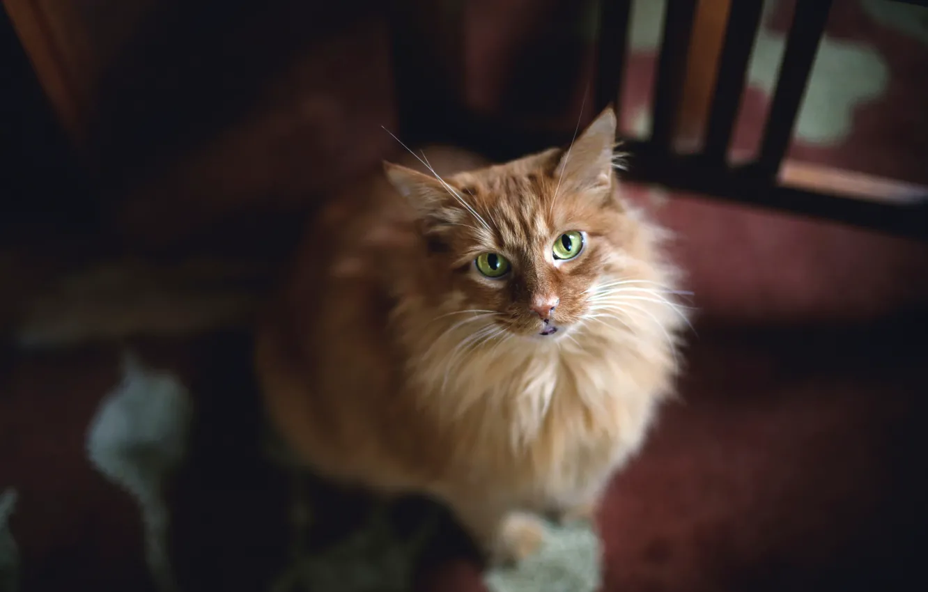 Фото обои взгляд, зелёные глаза, рыжая кошка