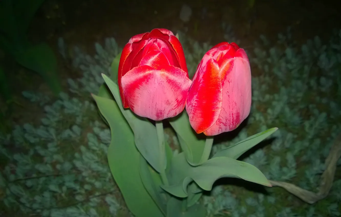 Фото обои ночь, красное, тюльпаны