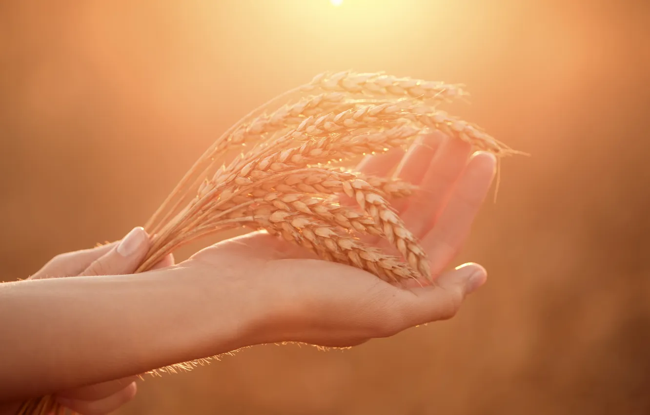 Фото обои field, woman, autumn, hands, wheat, ears, hold, harvest