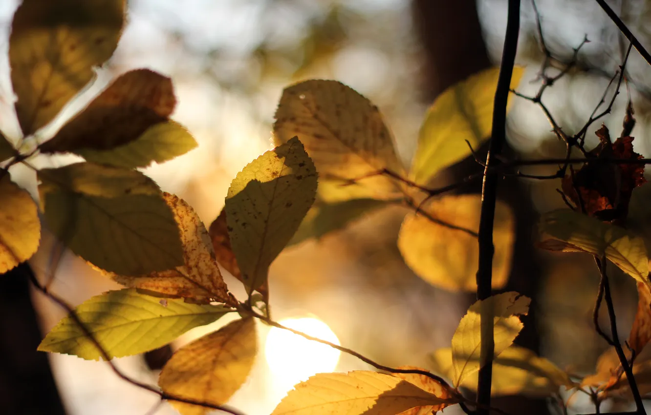 Фото обои осень, листья, солнце, макро, свет, дерево, листва, ветка