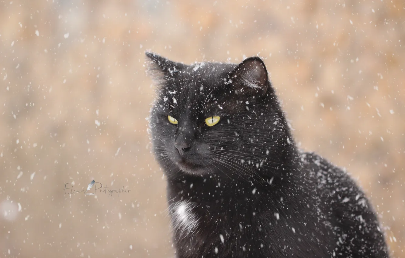 Фото обои зима, кот, взгляд, снег, фон