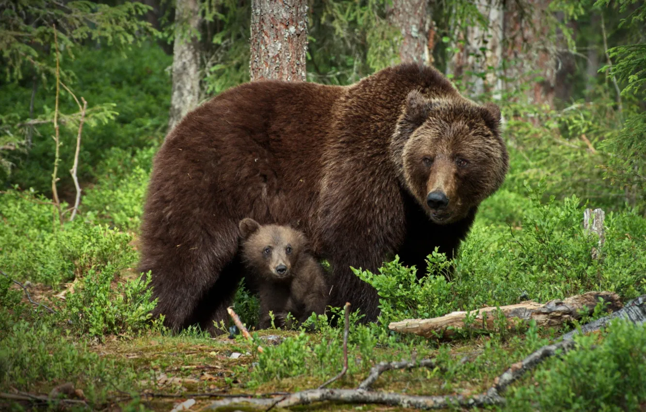 Фото обои лес, малыш, медвежонок, мама, медведица