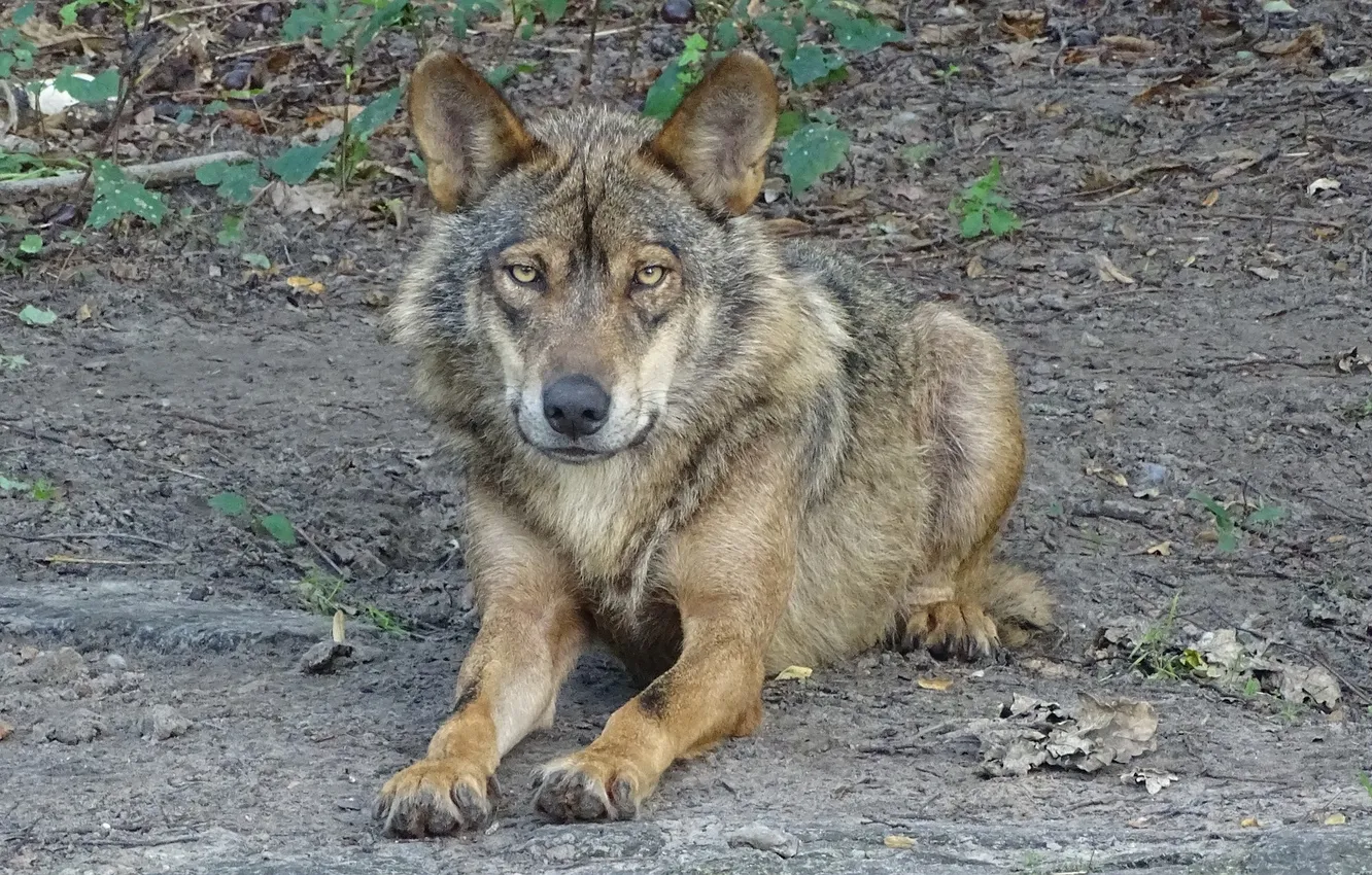 Фото обои nature, snow, predator, face, animal, wolf, wolves, wildlife