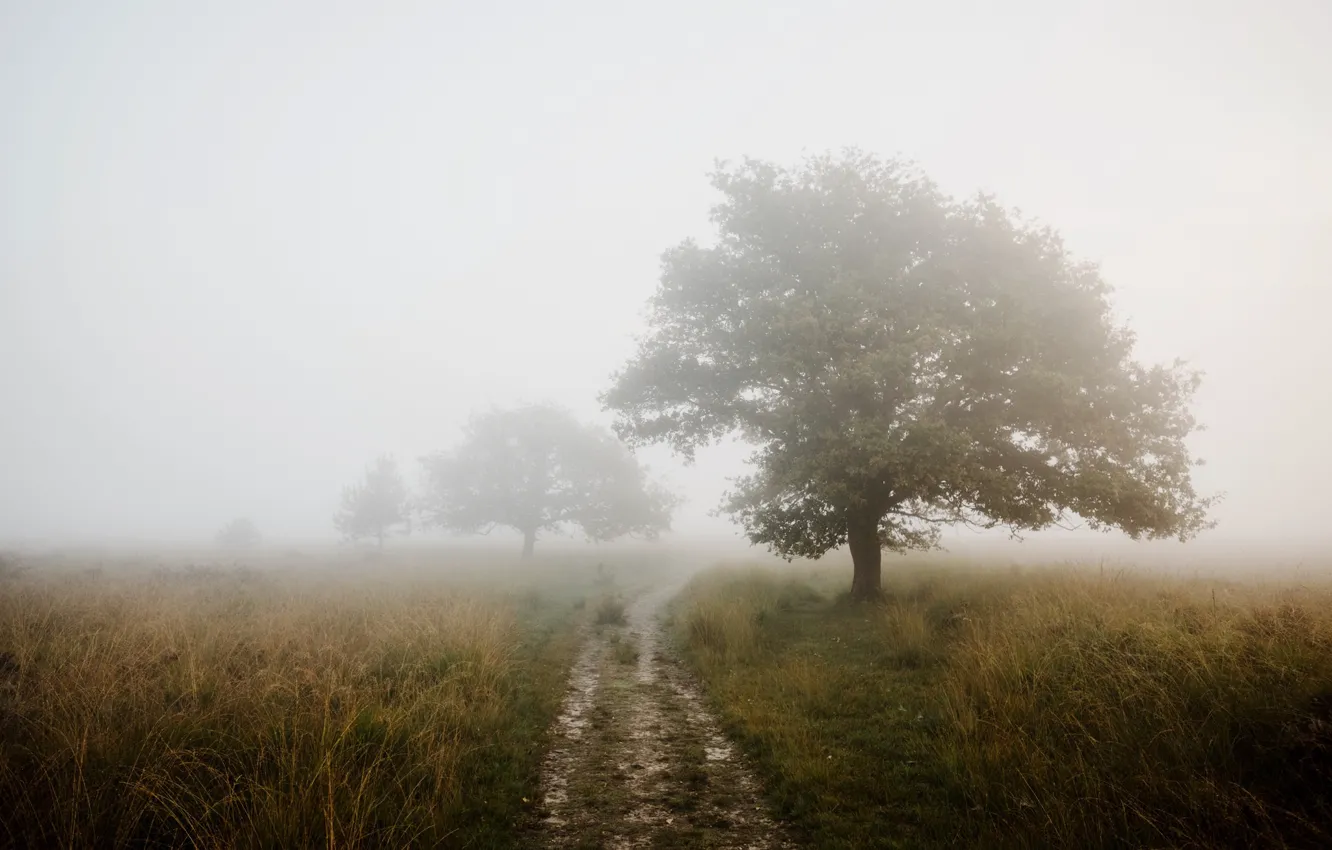 Фото обои дорога, поле, туман