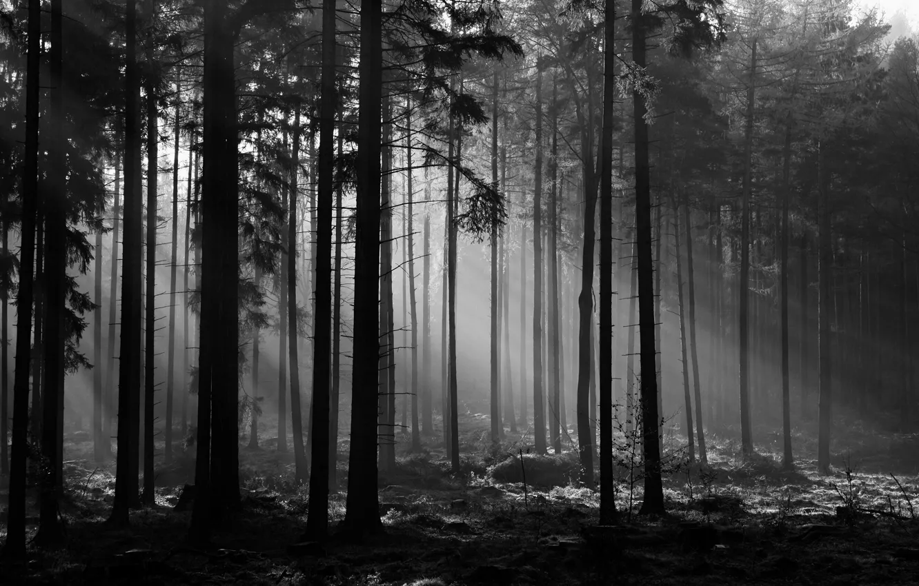 Фото обои лес, деревья, природа, черно-белое, монохром, лучи света, monochrome, black and white