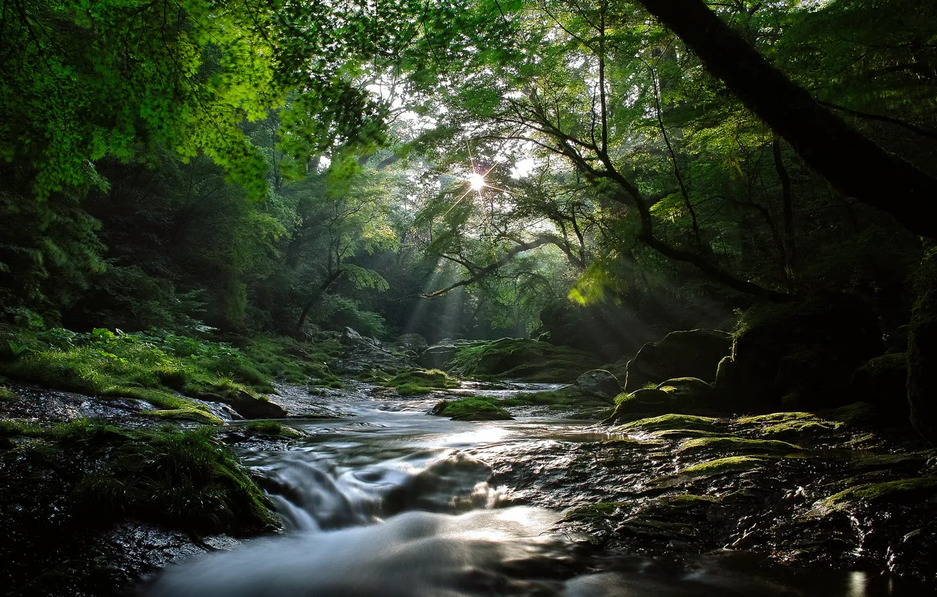 Фото обои лес, солнце, лучи, свет, природа, река, поток, прохлада
