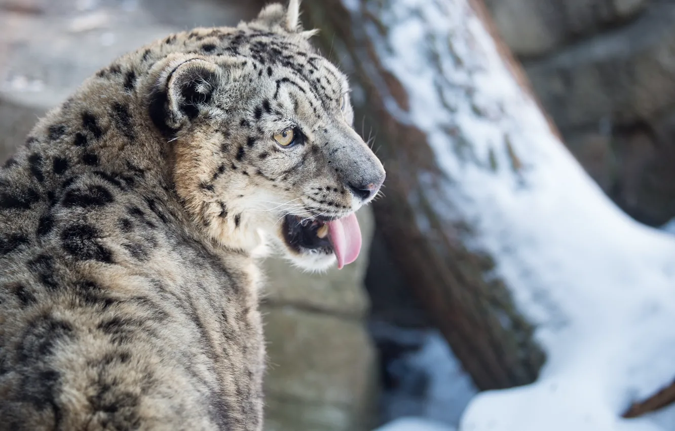Фото обои зима, язык, морда, снег, хищник, ирбис, снежный барс, дикая кошка
