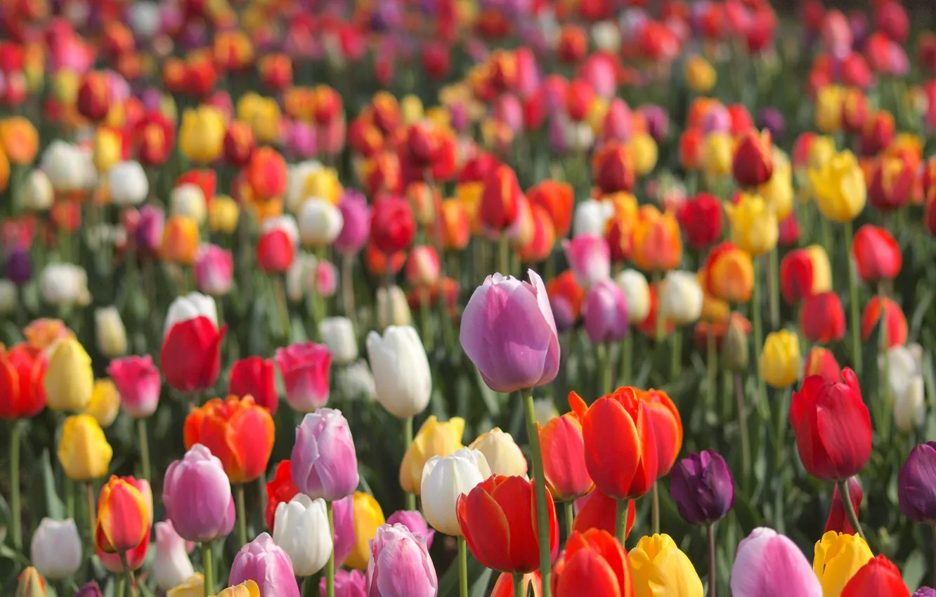 Фото обои тюльпаны, бутоны, разноцветные, много, боке, плантация
