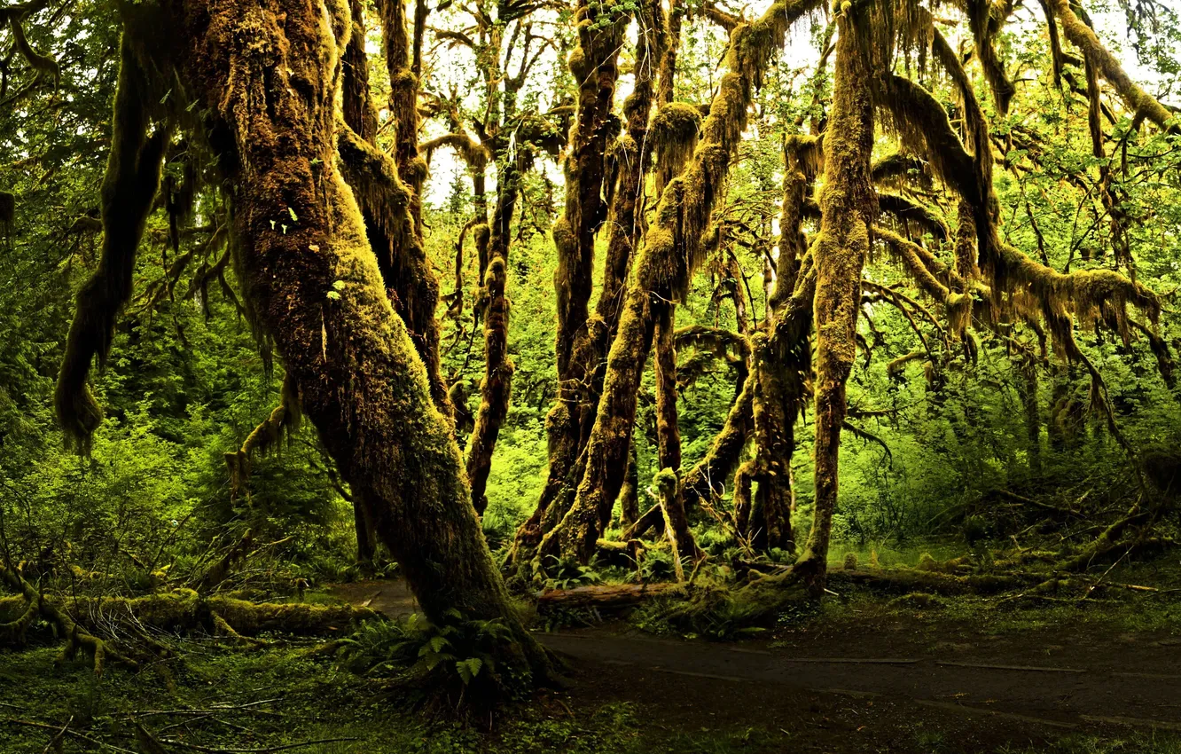 Фото обои зелень, деревья, природа, туман, мох, Лес, полумрак, старый лес