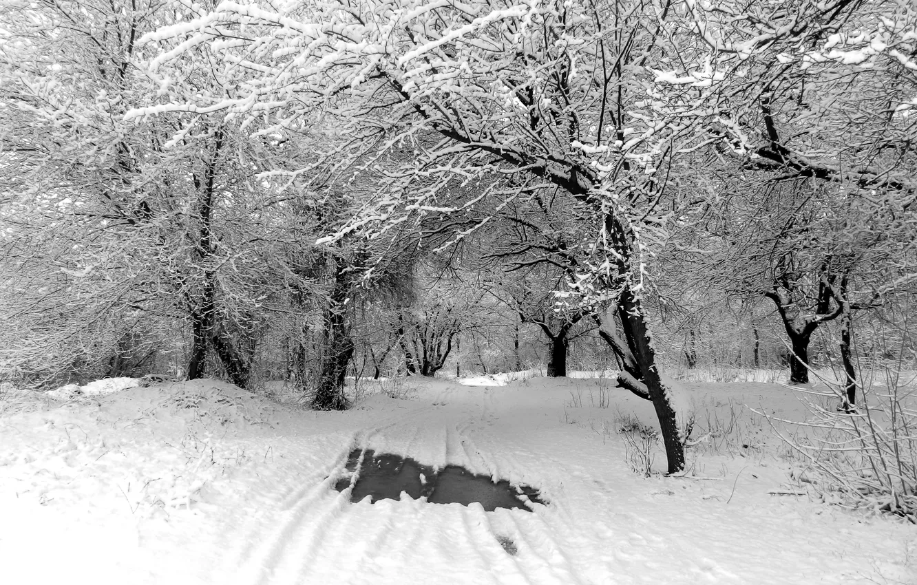 Фото обои зима, дорога, снег, деревья, природа, trees, winter, snow