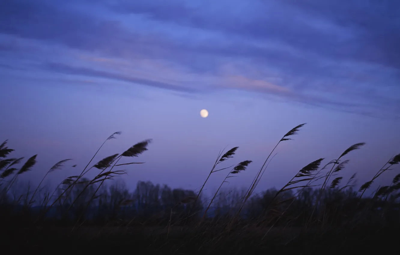 Фото обои поле, фиолетовый, небо, облака, природа, камыши, луна, цвет