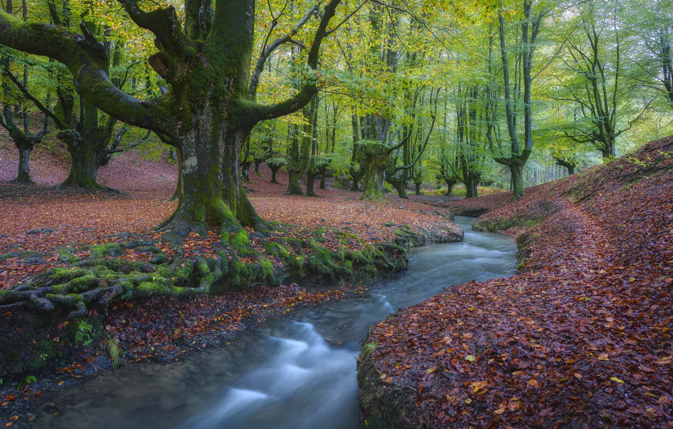Фото обои осень, лес, деревья, ручей, речка, Испания, Spain, опавшие листья