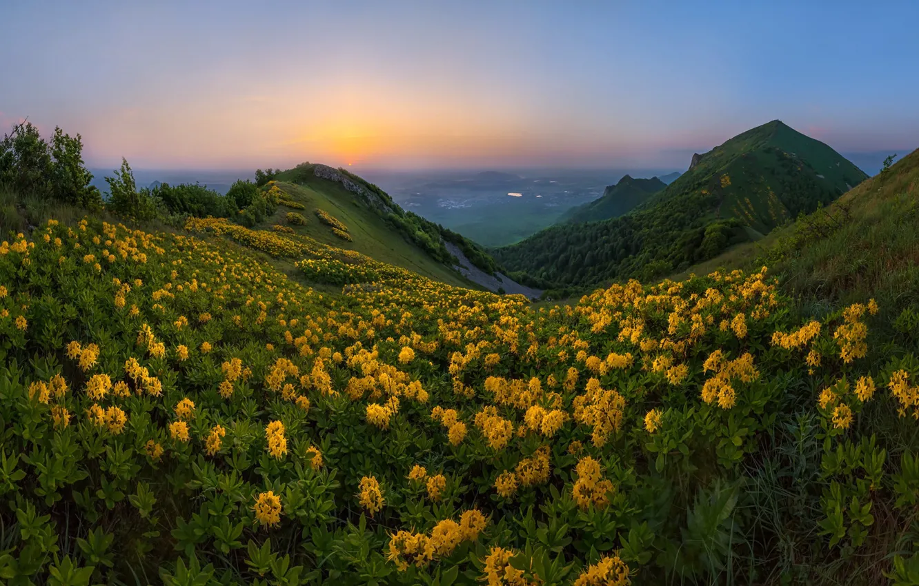 Фото обои цветы, горы, природа