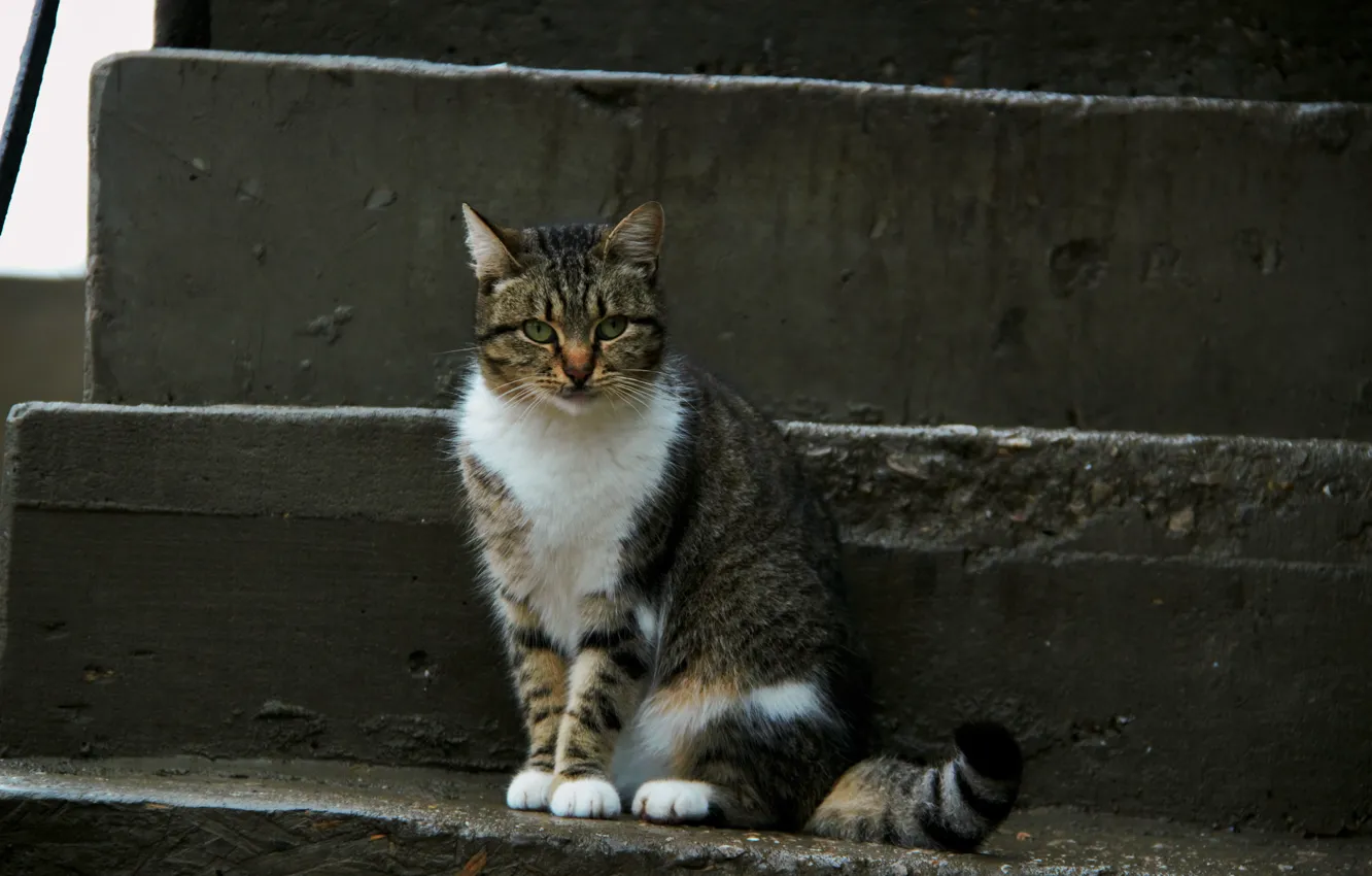 Фото обои кошка, кот, взгляд, морда, пушистый, котейка