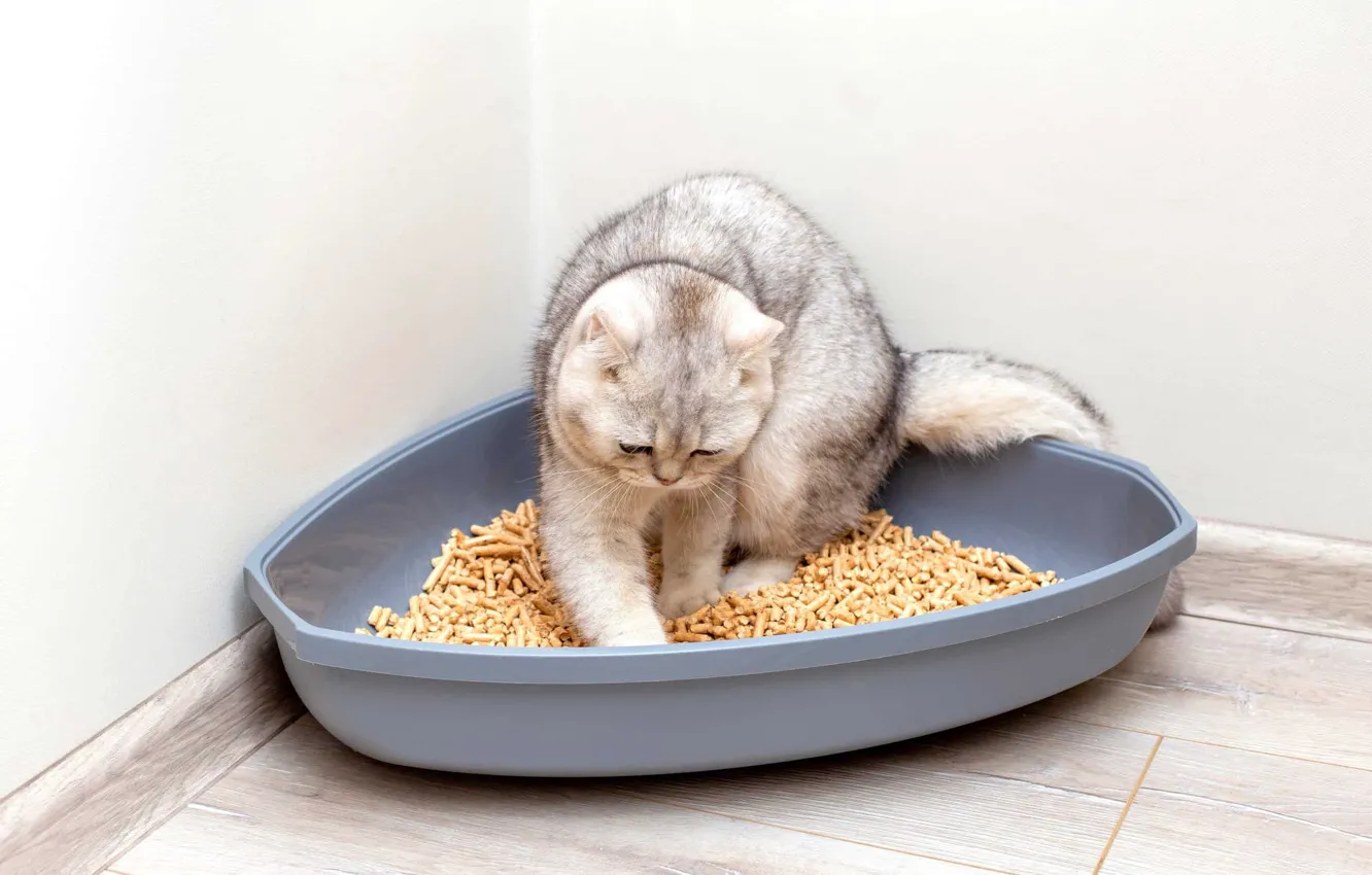 Фото обои кошка, кот, лоток