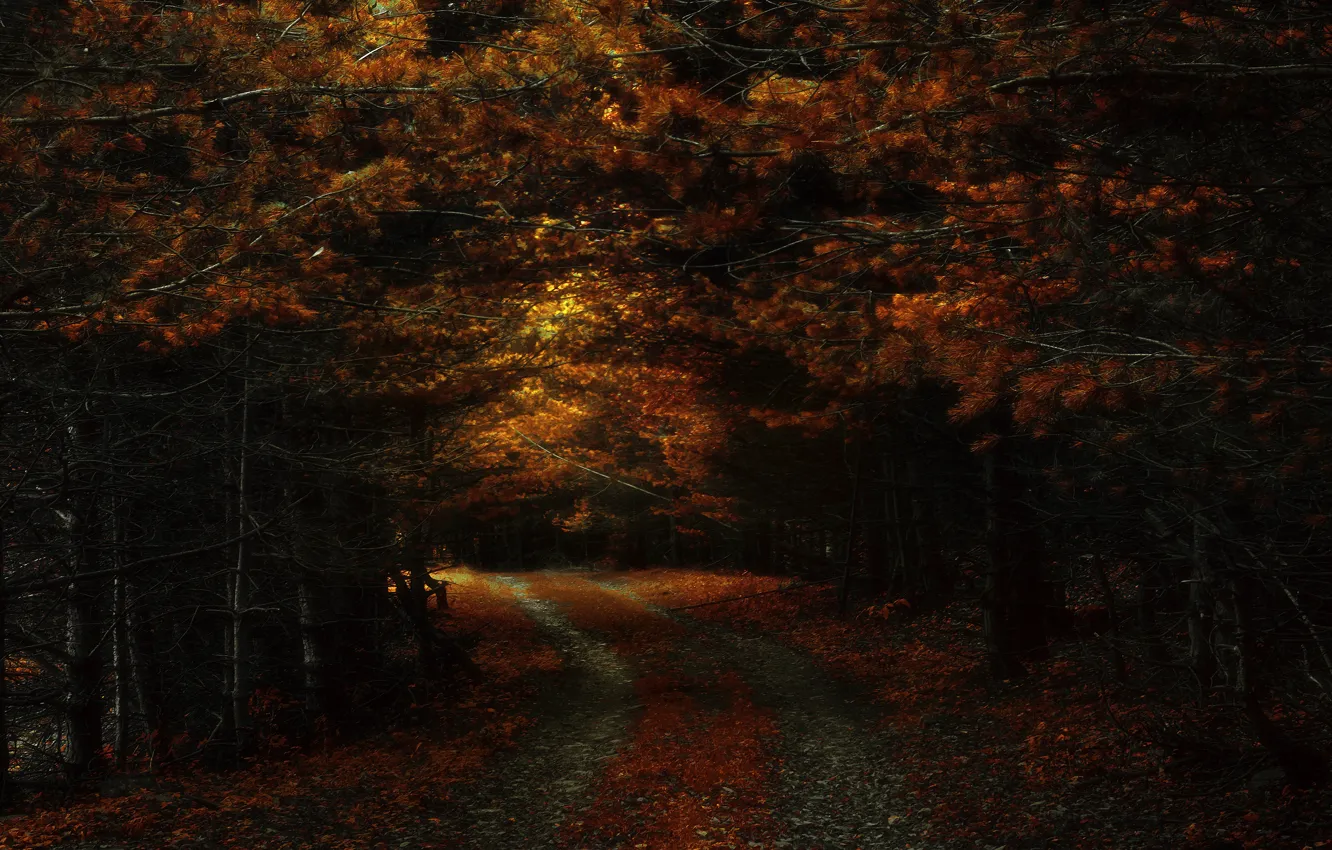 Фото обои осень, лес, ветки, темный фон, сосны, полумрак, хвоя, тропинка