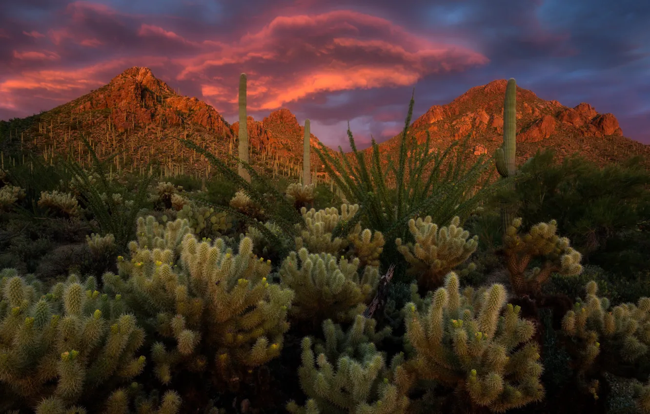 Фото обои пейзаж, закат, горы, тучи, природа, Аризона, кактусы, США
