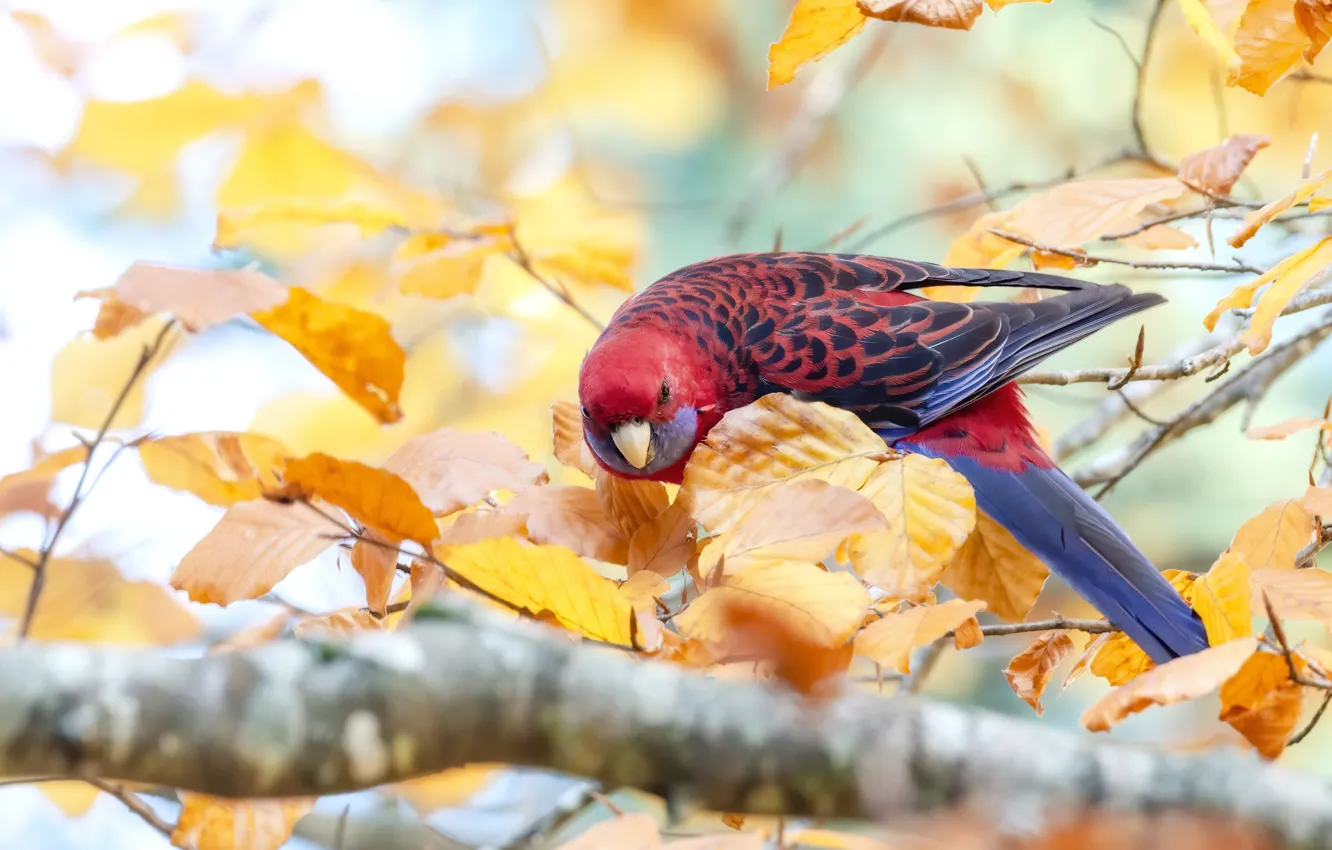 Фото обои осень, листья, ветки, красный, птица, попугай, боке, лори