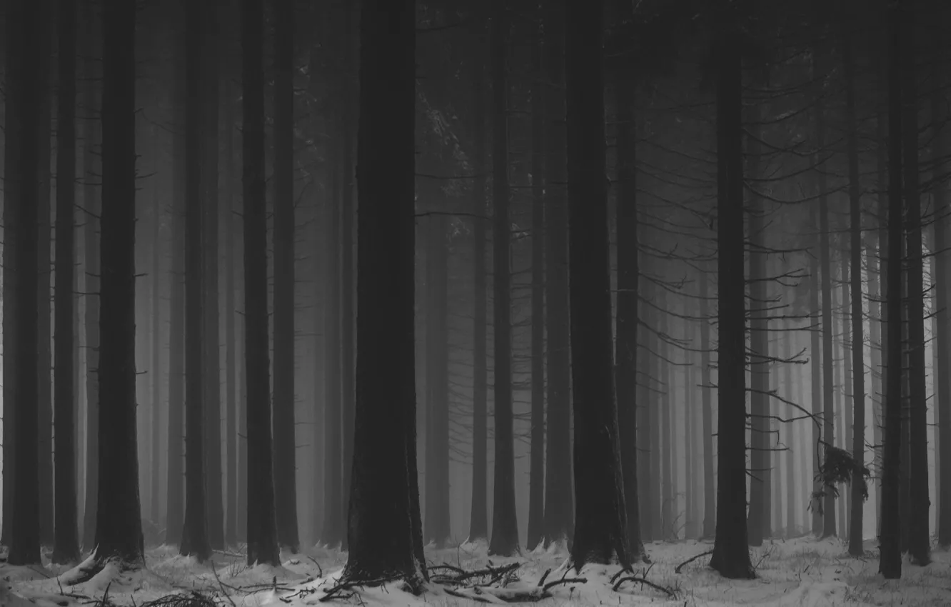 Фото обои зима, лес, снег, деревья, природа, туман, черно-белое, монохром