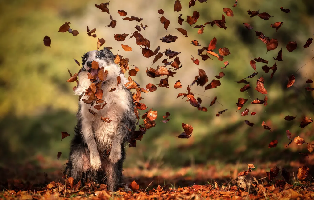 Фото обои осень, листья, друг, собака