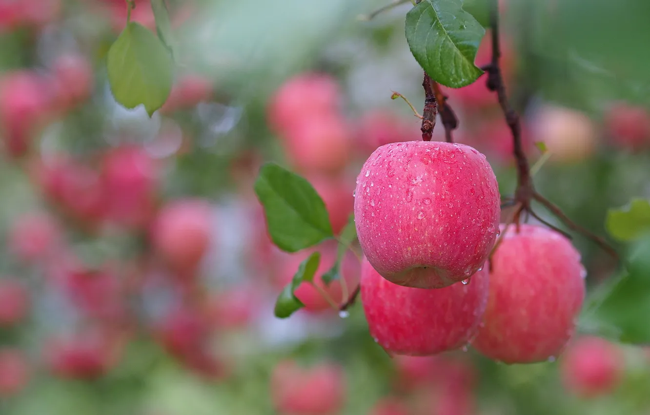 Фото обои листья, яблоки, ветка, плоды, после дождя, розовые, капли воды