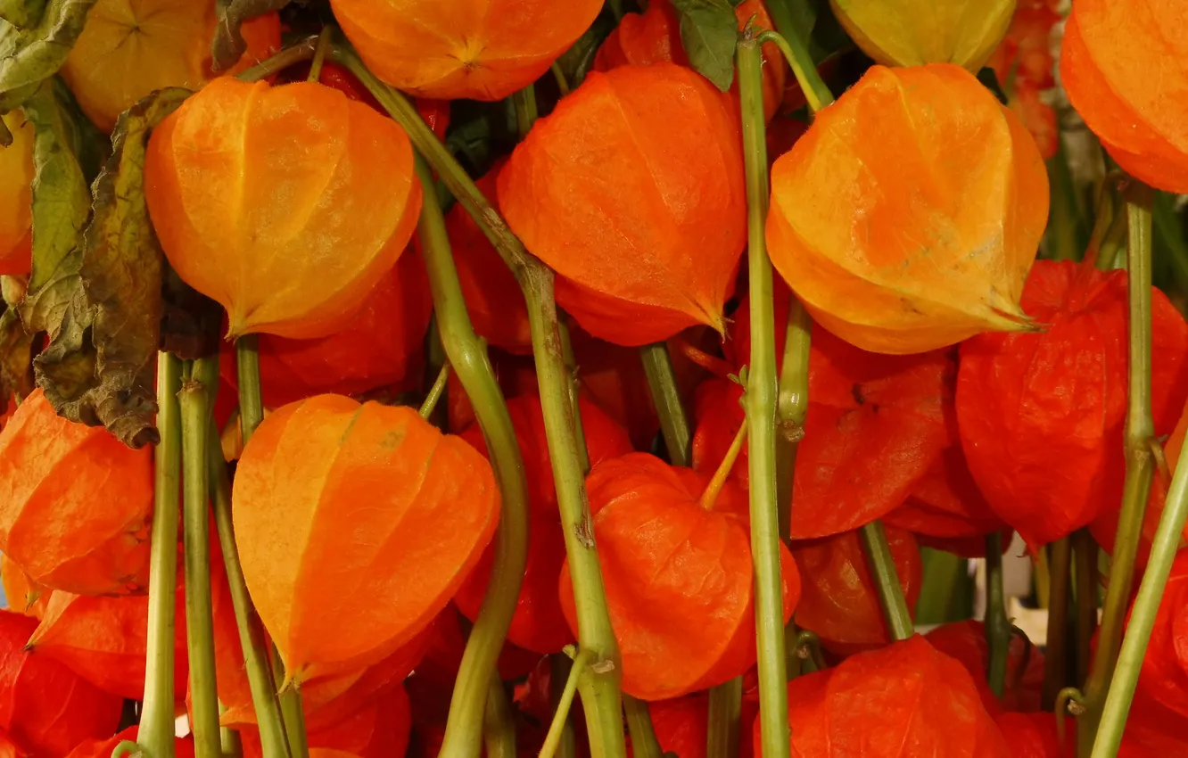 Фото обои оранжевый, растение, веточки