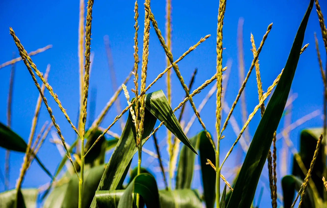 Фото обои поле, небо, листья, кукуруза