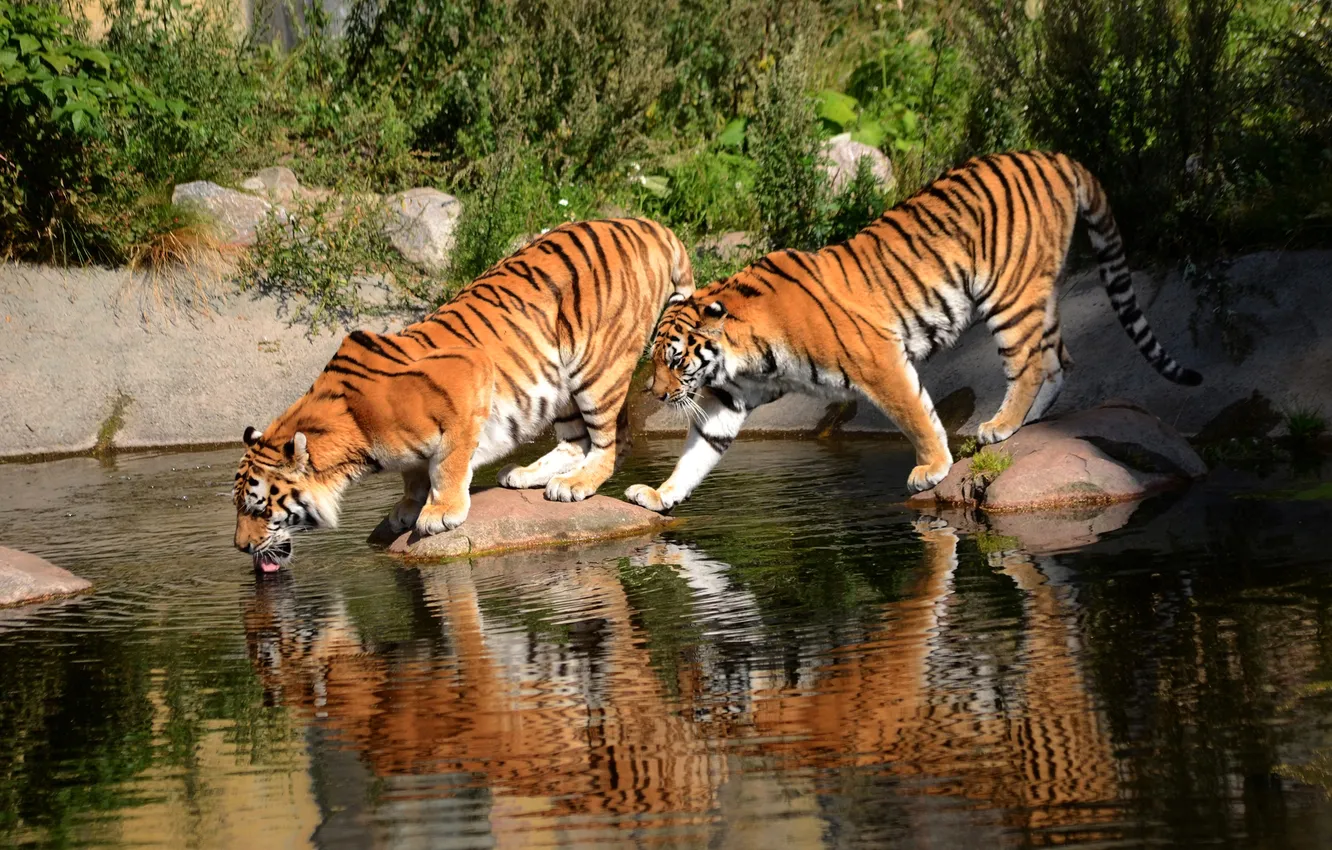 Фото обои вода, тигр, камни, пара