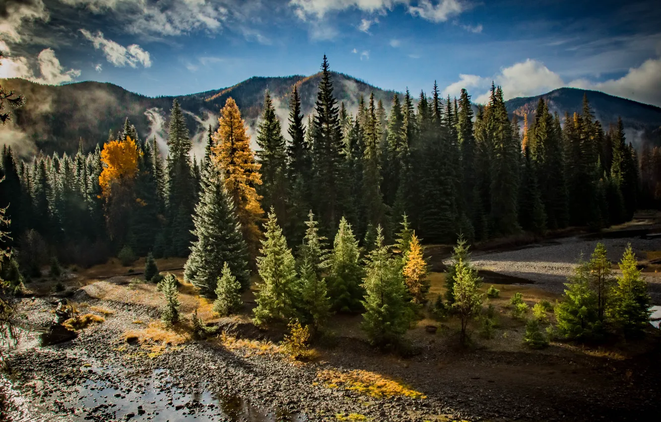 Фото обои Morning, River, Forest, Foggy, Chinook Pass, Natches Forest