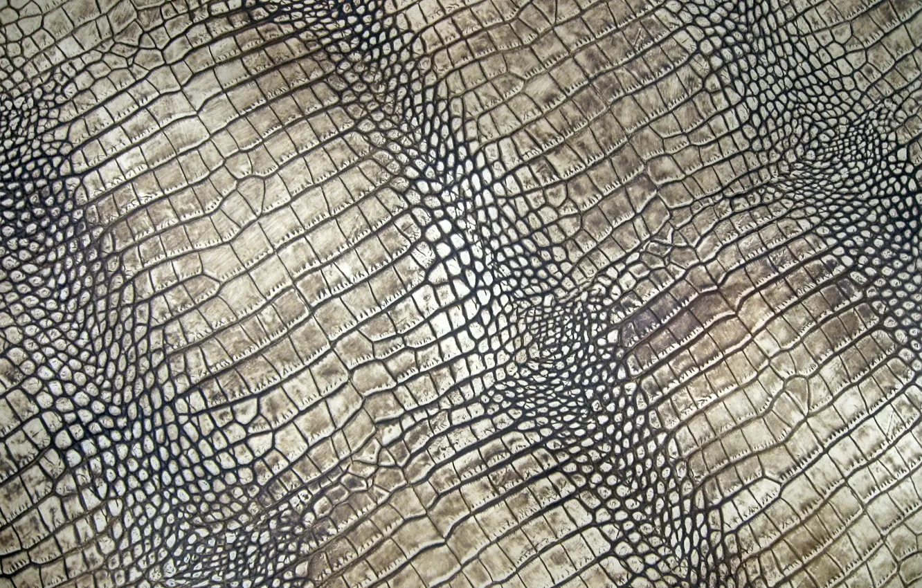 Фото обои кожа, крокодил, texture, leather, crocodile, skin