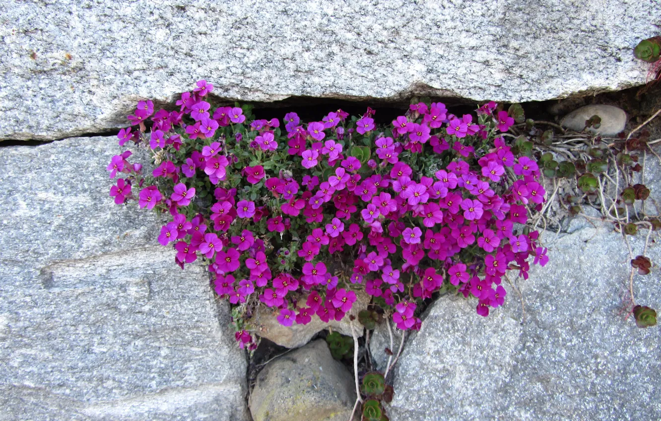 Фото обои Nature, Purple, Flowers, Stones
