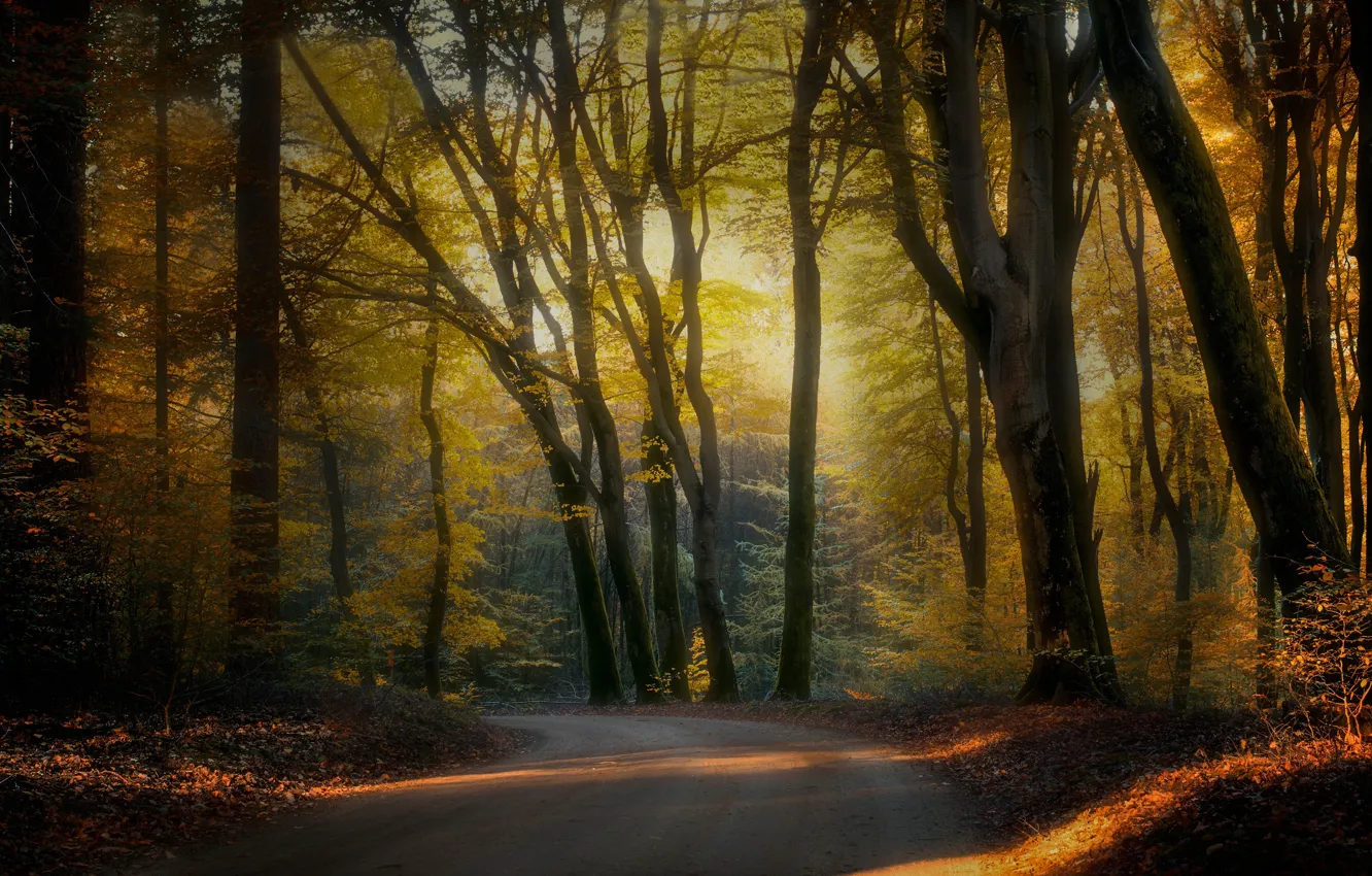 Фото обои осень, лес, деревья